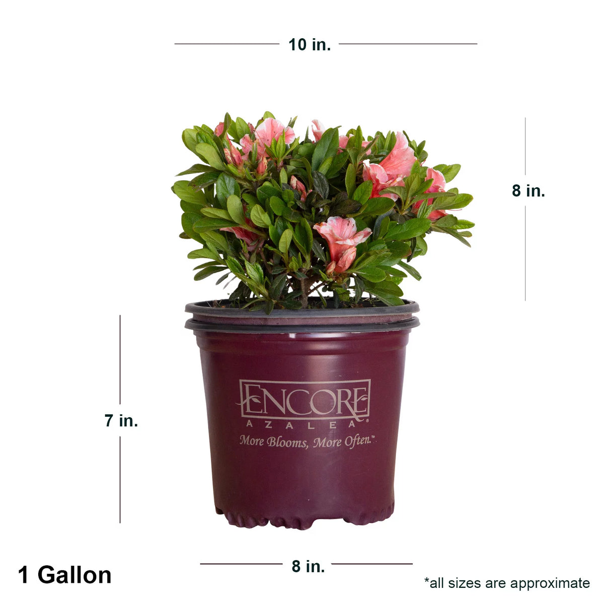 Pink and White Flowering Shrub U255