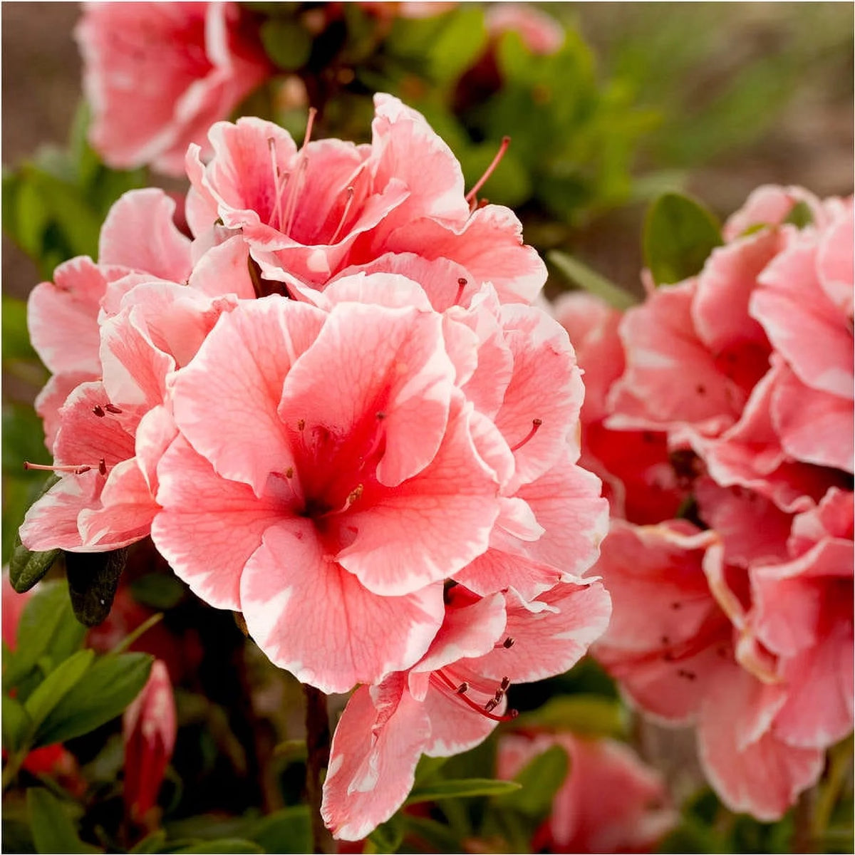 Pink and White Flowering Shrub U255