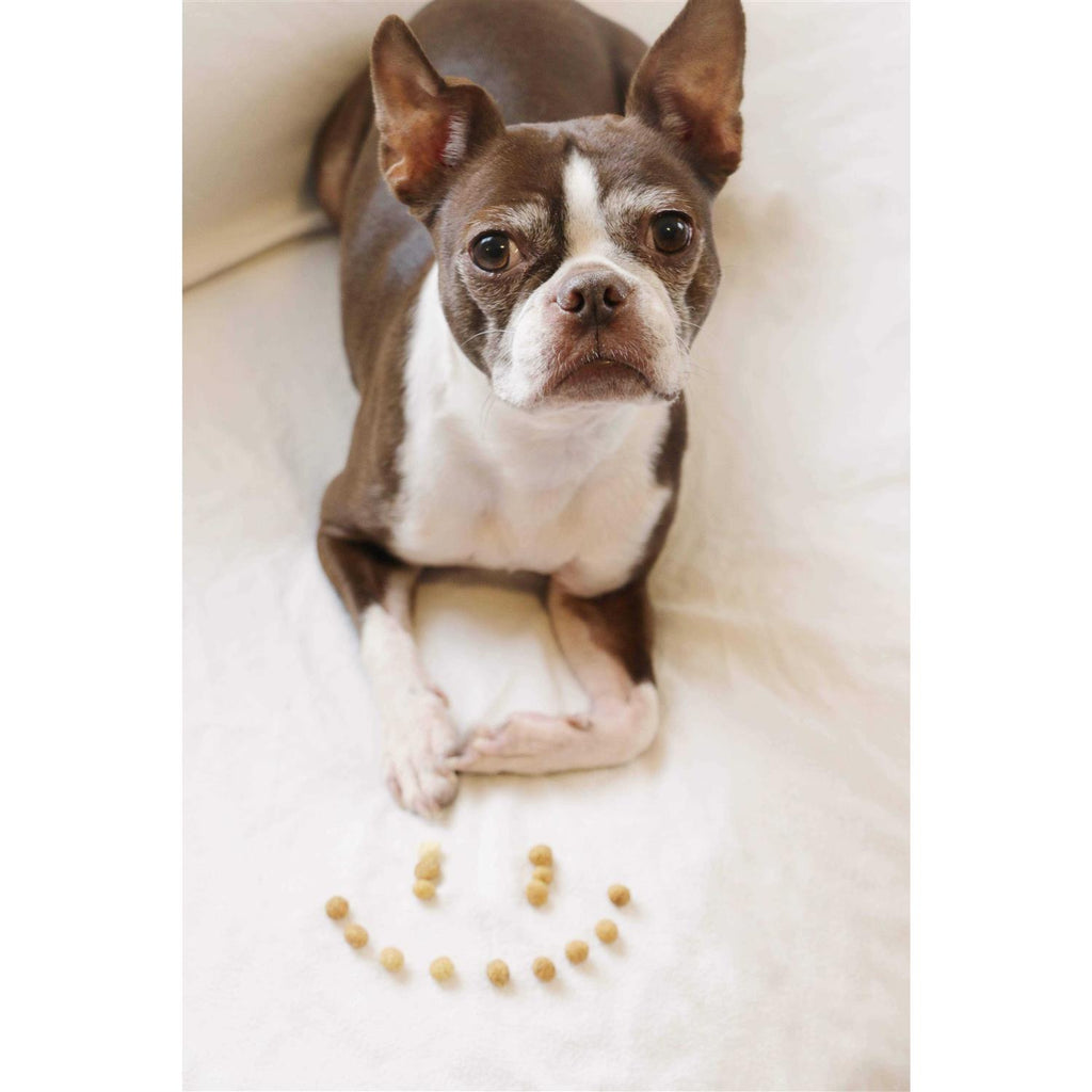 Protein Puffs Dog Treats Y749245