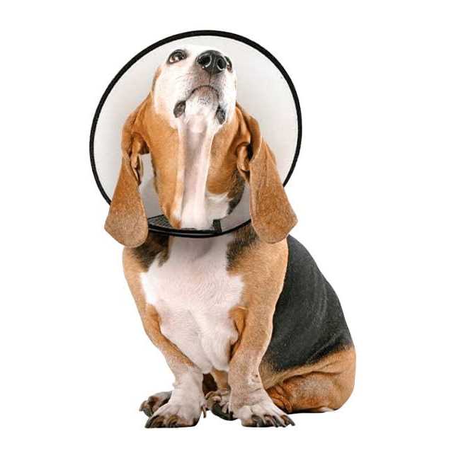 Protective Cone Collar A2532