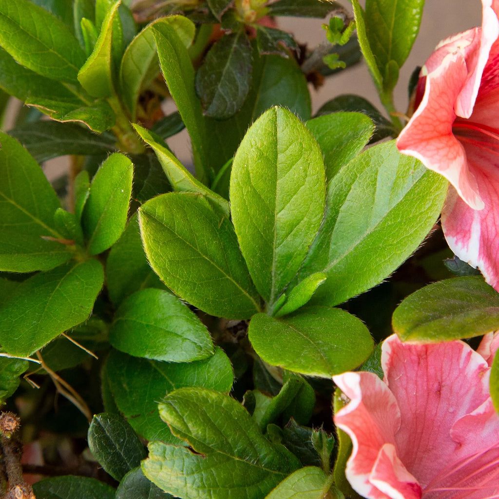 Pink and White Flowering Shrub U255