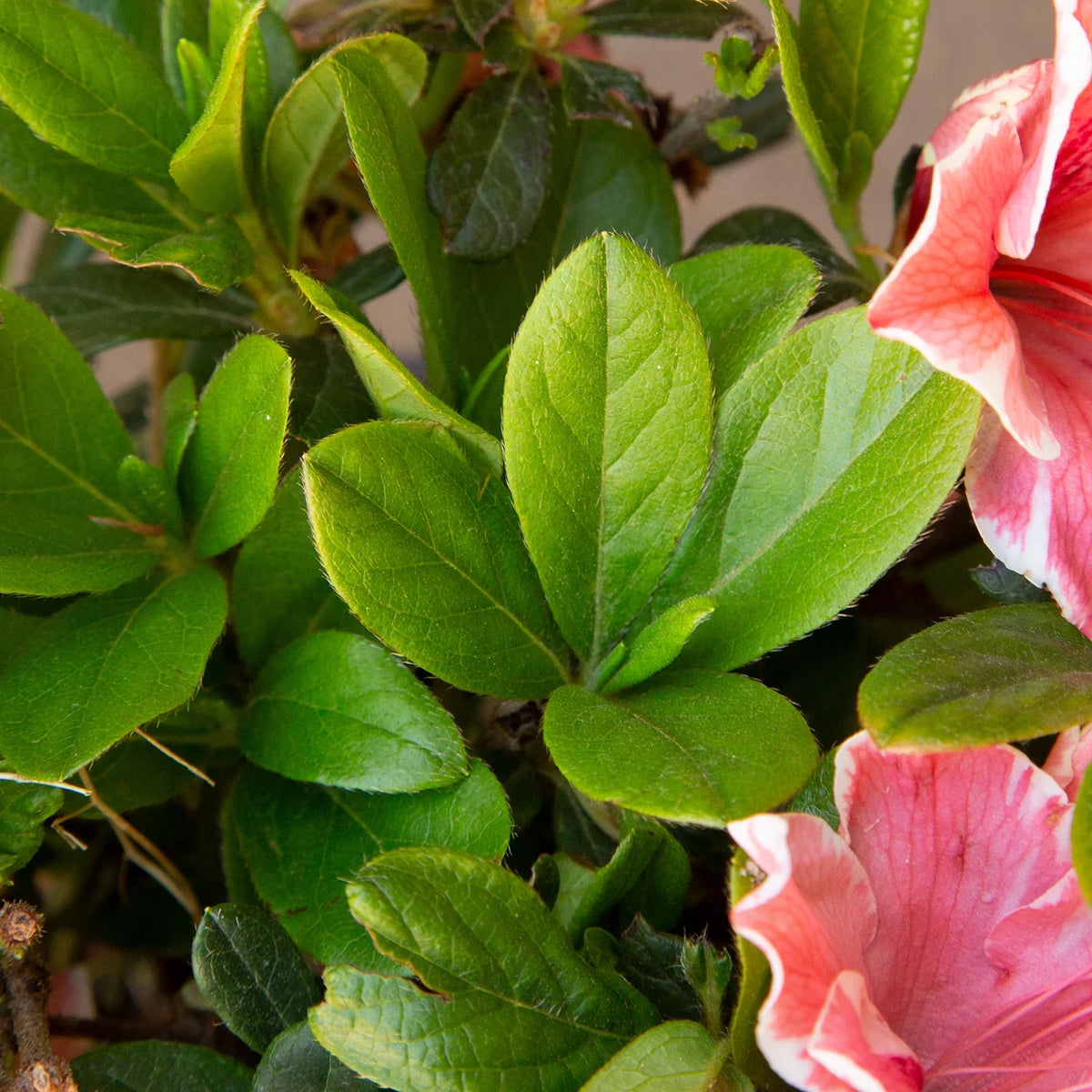 Pink and White Flowering Shrub U255