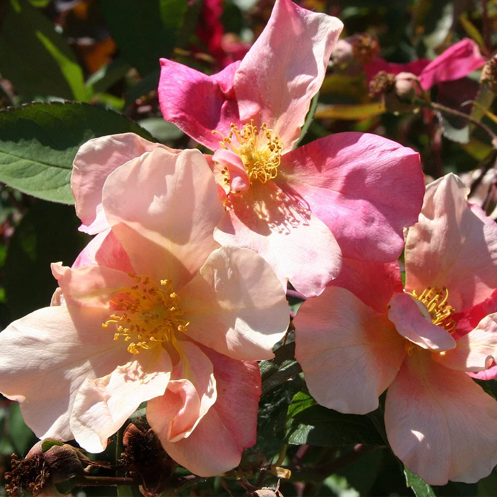 Own Root Rose Bush - China Rose Plant L20022