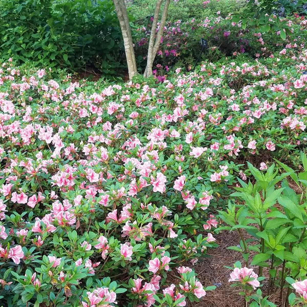 Pink and White Flowering Shrub U255